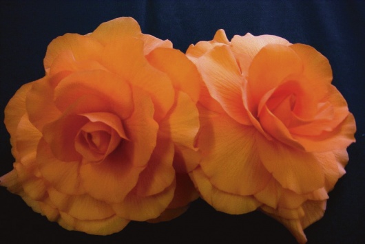 B. ‘Tequila Sunrise’